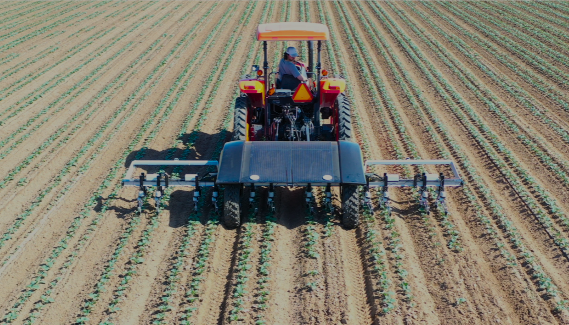 The WeedSpider Tractor Platform attached to an orange strawberry tractor in crop field robotically weeding the rows of plants.